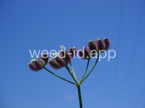 hedge-parsley